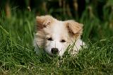 BORDER COLLIE 1283